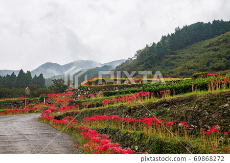 Cluster amaryllis blooming in the rice terraces of the autumn bansho in the rain 69868272