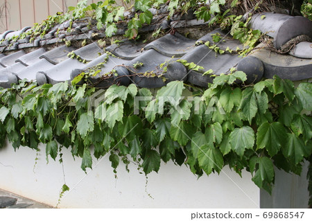 Tiled wall with ivy Tiled wall with ivy 69868547