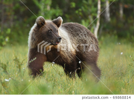 Wild brown bear (Ursus arctos) Wild brown bear (Ursus arctos) 69868814