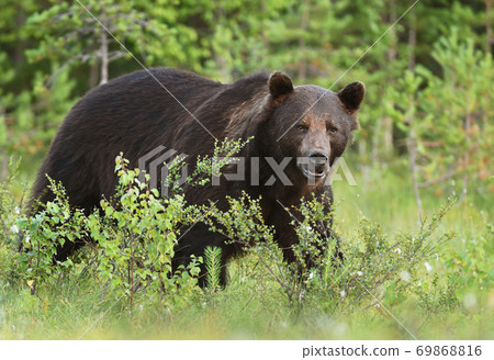 Wild brown bear (Ursus arctos) 69868816