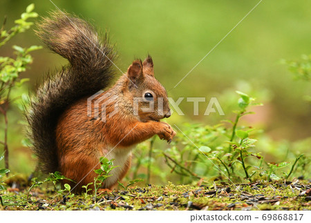 Red Squirrel (Sciurus vulgaris) Red Squirrel (Sciurus vulgaris) 69868817