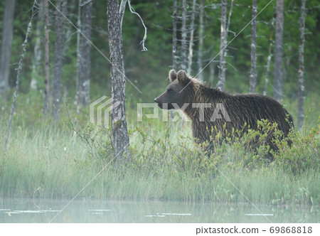 Wild brown bear (Ursus arctos) 69868818