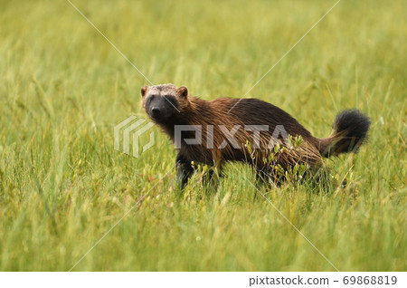 Wolverine (Gulo gulo) 69868819