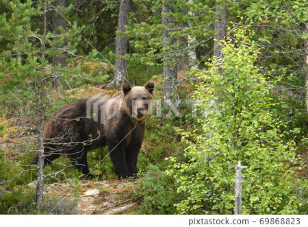 Wild brown bear (Ursus arctos) 69868823