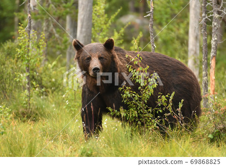 Wild brown bear (Ursus arctos) 69868825
