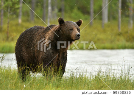 Wild brown bear (Ursus arctos) 69868826