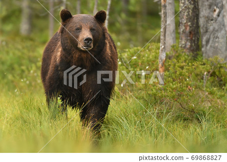 Wild brown bear (Ursus arctos) Wild brown bear (Ursus arctos) 69868827