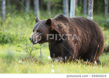 Wild brown bear (Ursus arctos) 69868828