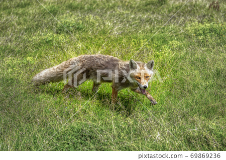 gray fox in the green meadow 69869236