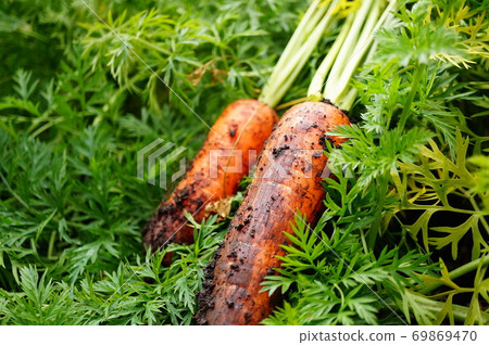 新鮮採摘的胡蘿蔔 69869470