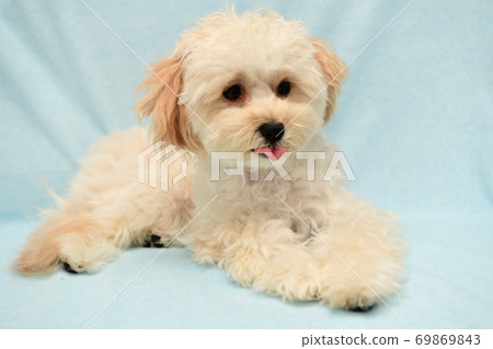 Marupu Marupu 69869843