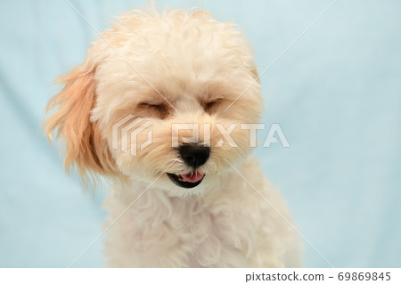 Marupu Marupu 69869845