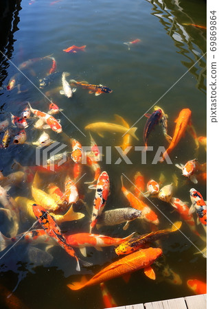 Hiroshima Sankeien Koi Hiroshima Sankeien Koi 69869864