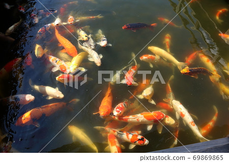 Hiroshima Sankeien Koi Hiroshima Sankeien Koi 69869865