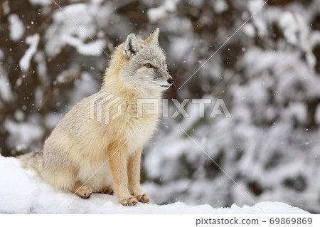 Corsac Fox, Vulpes corsac, in the nature habitat, found in Central Asia. 69869869