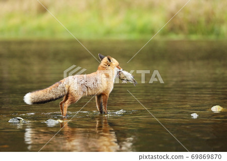 Male of red fox with fish in the water - Vulpes vulpes Male of red fox with fish in the water - Vulpes vulpes 69869870