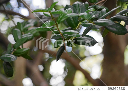 冬青動機 冬青動機 69869888