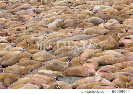 Life Atlantic walruses at haul out sites is (at most) of sleep and small conflicts with neighbors 69869944