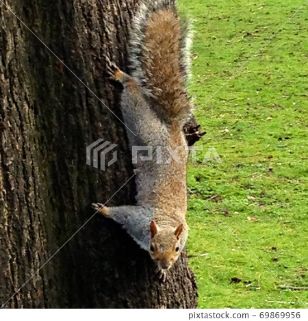 攝政公園爬樹松鼠 攝政公園爬樹松鼠 69869956