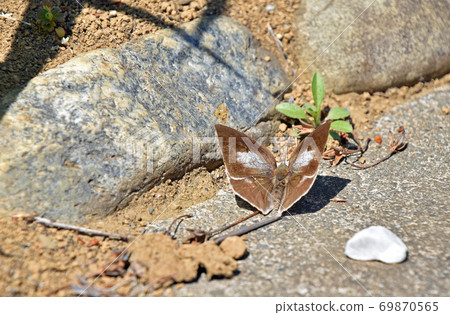 Female of Curetis acuta (back silver small ash butterfly) 69870565