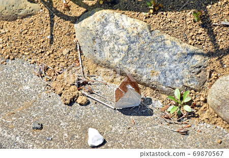 Female of Curetis acuta (back silver small ash butterfly) 69870567