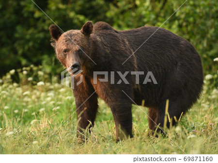 Wild brown bear (Ursus arctos) Wild brown bear (Ursus arctos) 69871160