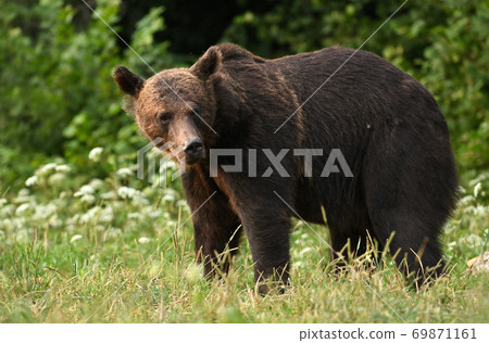 Wild brown bear (Ursus arctos) Wild brown bear (Ursus arctos) 69871161