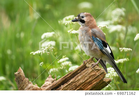 Jay bird (Garrulus glandarius) Jay bird (Garrulus glandarius) 69871162