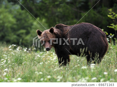 Wild brown bear (Ursus arctos) Wild brown bear (Ursus arctos) 69871163