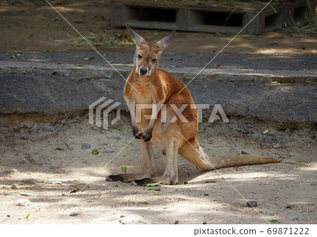 Kangaroo marsupial 69871222