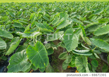 Summer taro tropical field Summer taro tropical field 69871301