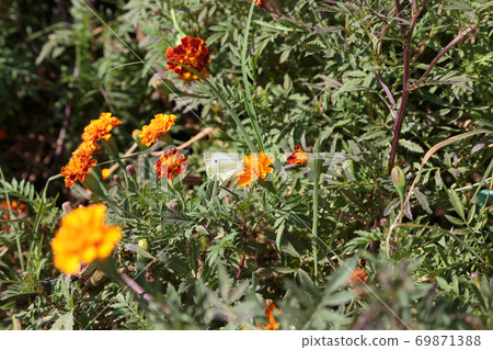 Large Cabbage White butterfly and calendula. 69871388