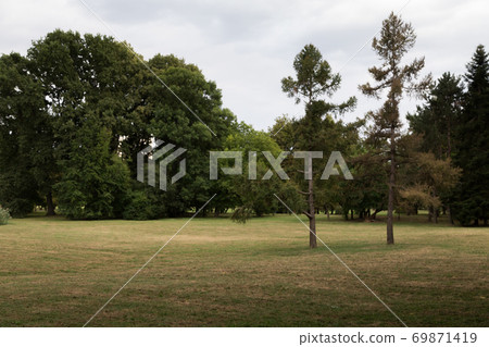 Two pines at the edge of the forest. Two pines at the edge of the forest. 69871419