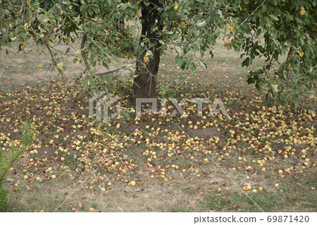 Ripe apples fell from an apple tree to the ground. Ripe apples fell from an apple tree to the ground. 69871420