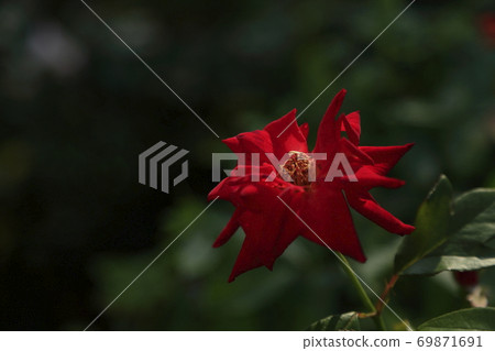 Arao City Ominous Citizen Flower Bed Rose Flower, 69871691