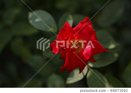 Arao City Ominous Citizen Flower Bed Rose Flower, 69871692