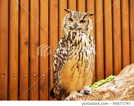 Mizuku木製兔子貓頭鷹家庭鳥 69871745