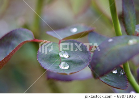 Rose leaves Rose leaves 69871930