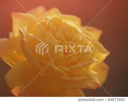 rose rose 69871985
