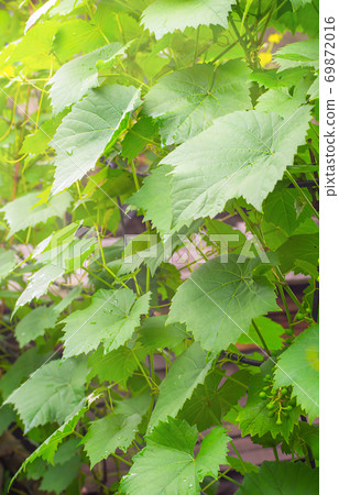 Row of young grapevine on a sunny day close up. New planting of grapes - mass cultivation. Row of young grapevine on a sunny day close up. New planting of grapes - mass cultivation. 69872016