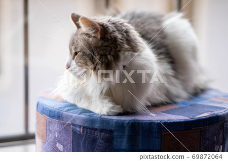 Cats relaxing on cushion Cats relaxing on cushion 69872064