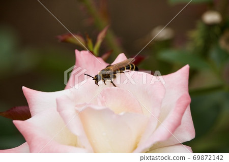 Rose Rose 69872142