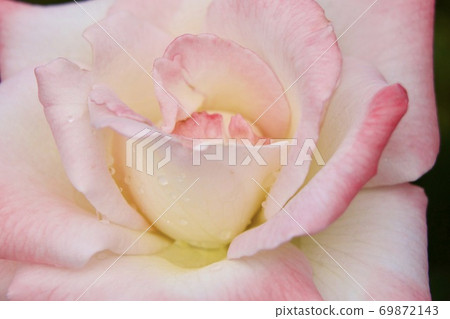Rose Rose 69872143