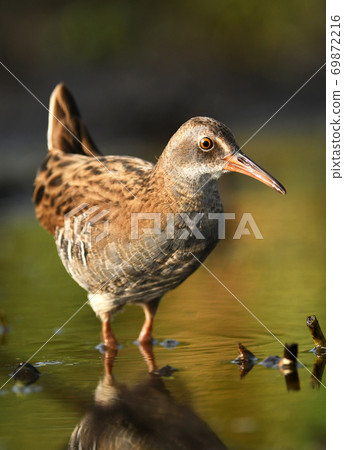 Water Rail - Rallus aquaticus 69872216