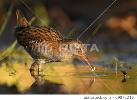 Water Rail - Rallus aquaticus 69872219