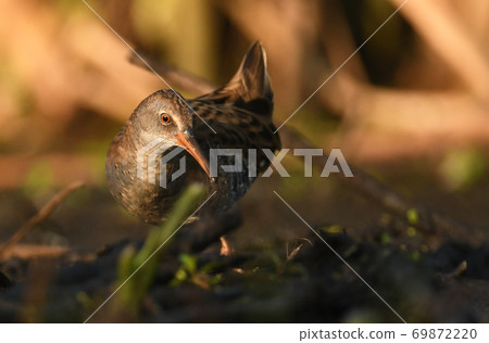 Water Rail - Rallus aquaticus 69872220