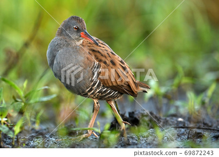 Water Rail - Rallus aquaticus Water Rail - Rallus aquaticus 69872243