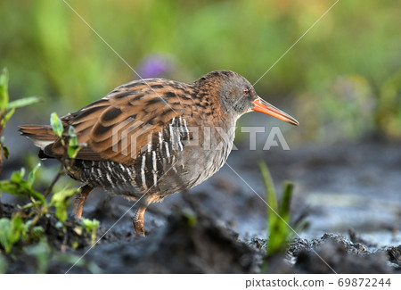 Water Rail - Rallus aquaticus Water Rail - Rallus aquaticus 69872244