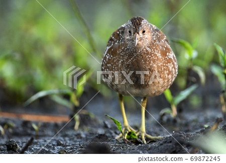 Spotted crake (Porzana porzana) Spotted crake (Porzana porzana) 69872245