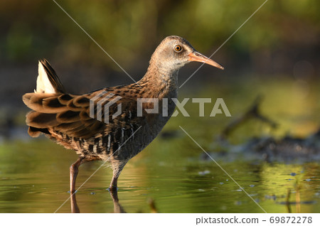 Water Rail - Rallus aquaticus 69872278
